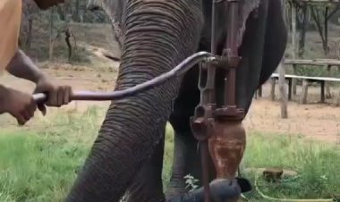 अब बारिश में बुझेगी गजराज की प्यास