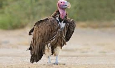  प्रदेश में फिर गिद्धों की संख्या में होगी बढ़ोत्तरी